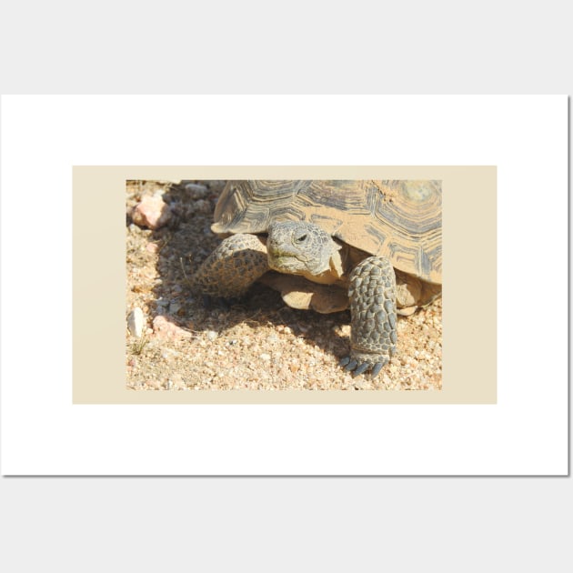 Desert tortoise, wildlife, reptiles, Desert Charmer Wall Art by sandyo2ly